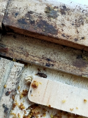 Bitoma insularis