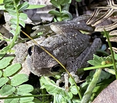 Litoria adelaidensis