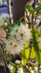 Eucalyptus curtisii