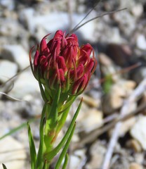 Ceratandra grandiflora