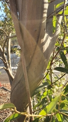 Eucalyptus curtisii