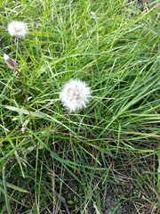 Crepis foetida