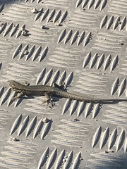 Podarcis muralis
