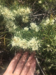 Hakea teretifolia