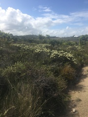 Hakea teretifolia