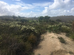 Hakea teretifolia