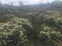 Hakea teretifolia