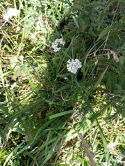 Achillea millefolium