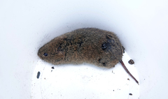 Microtus canicaudus