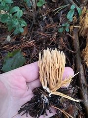 Phaeoclavulina eumorpha