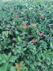 Photinia serrulata