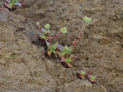 Dudleya candelabrum