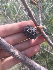 Allocasuarina thalassoscopica