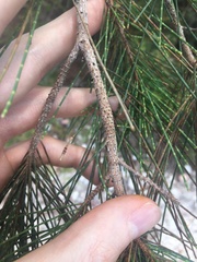Allocasuarina thalassoscopica