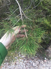 Allocasuarina thalassoscopica