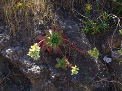 Dudleya candelabrum