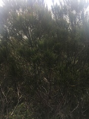 Allocasuarina thalassoscopica