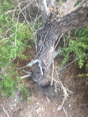 Allocasuarina thalassoscopica