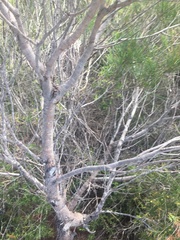 Allocasuarina thalassoscopica