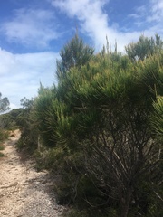 Allocasuarina thalassoscopica