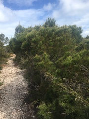 Allocasuarina thalassoscopica