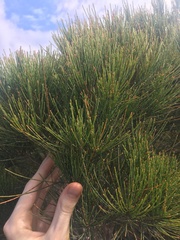 Allocasuarina thalassoscopica