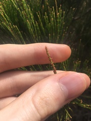 Allocasuarina thalassoscopica