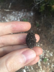 Allocasuarina thalassoscopica
