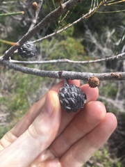Allocasuarina thalassoscopica