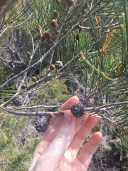 Allocasuarina thalassoscopica