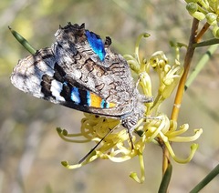 Ogyris amaryllis