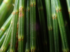Allocasuarina thalassoscopica