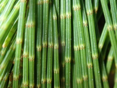Allocasuarina thalassoscopica