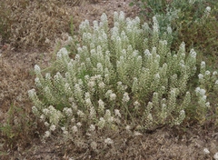 Lepidium thurberi