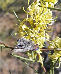 Ogyris amaryllis