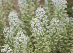 Lepidium thurberi