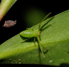 Cetratus