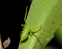 Cetratus