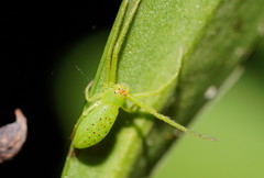 Cetratus