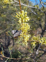 Ogyris amaryllis