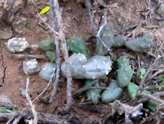 Piaranthus