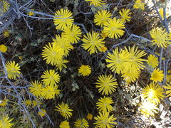 Delosperma acocksii