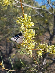 Ogyris amaryllis