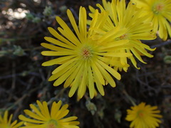 Delosperma acocksii