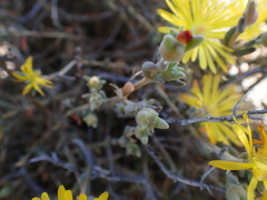 Delosperma acocksii