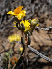 Delosperma acocksii