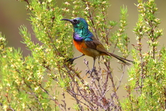 Orange-Breasted Sunbird photo 3