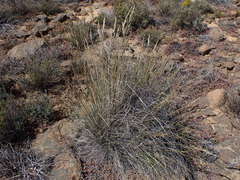 Tenaxia stricta