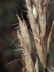 Tenaxia stricta