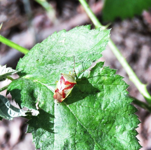 Red-cross Shield Bug